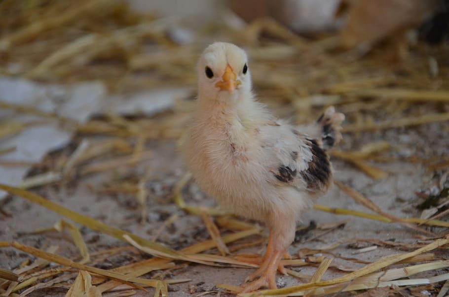 Chicken, Yellow, Close, bill, bird, animal themes, one animal HD wallpaper