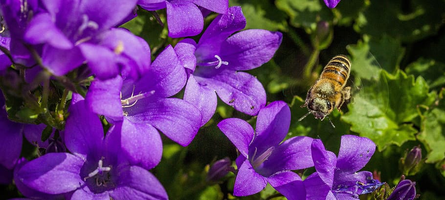 closeup photography of honey bee perching on purple petaled flowers HD wallpaper