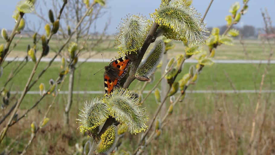 butterfly, spring, nature, insect, animal, butterfly - Insect HD wallpaper