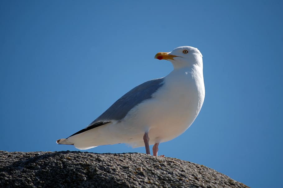 bird, sea, seagull, animal themes, vertebrate, animal wildlife HD wallpaper