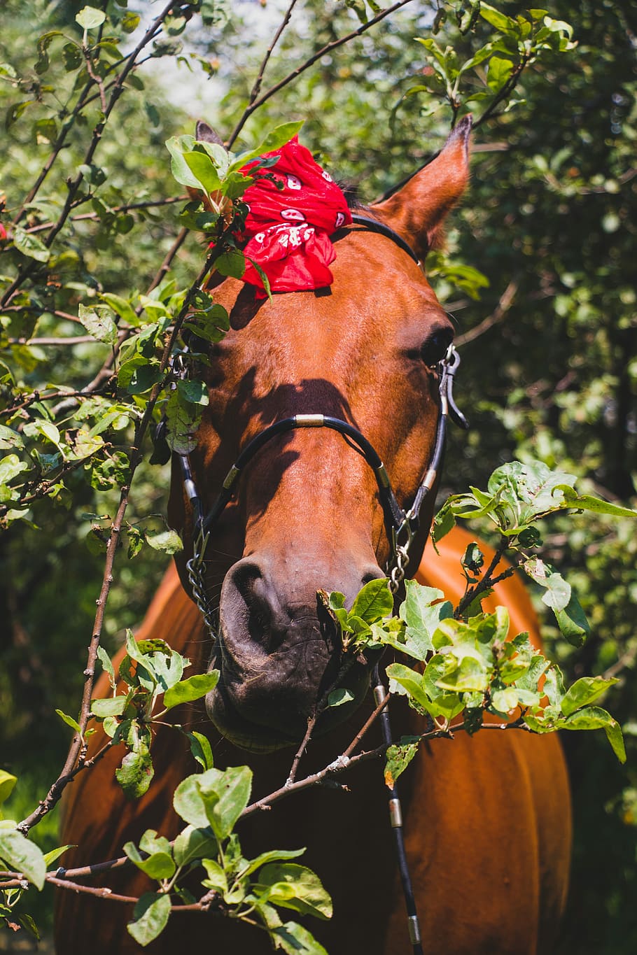 photography of brown horse, brown horse with red textile on head
