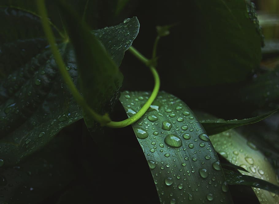 green leaves with water drops, green leafed with rain drop, droplet HD wallpaper