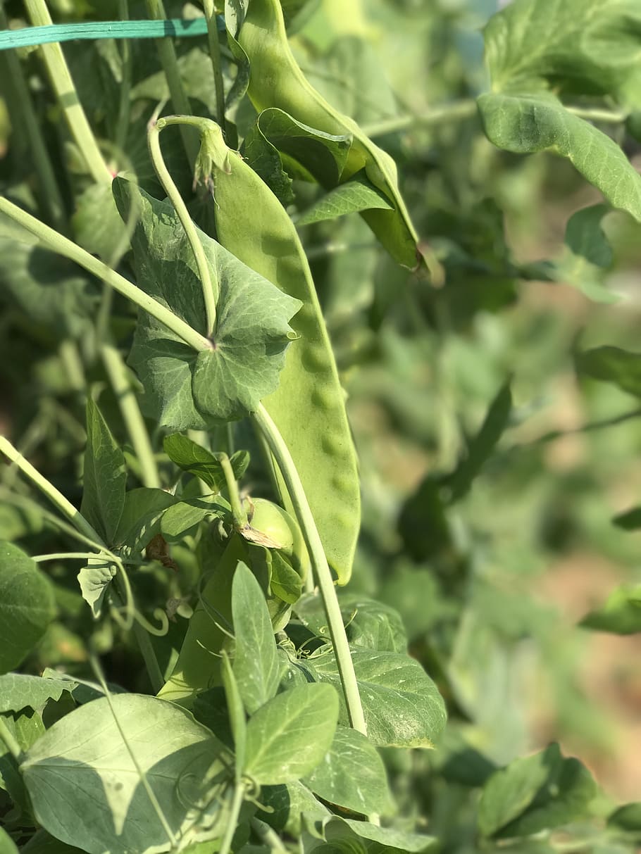 pea, bean, green, vegetable, green leaf, the depth of field HD wallpaper