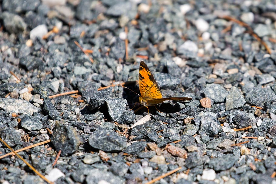 butterfly, sand, earth, autumn, no people, day, selective focus HD wallpaper