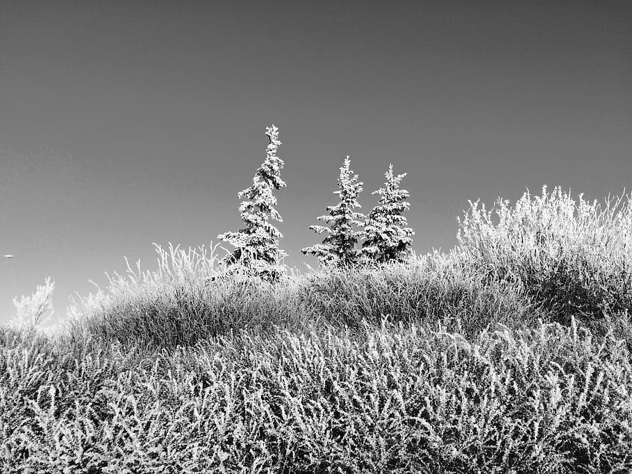 snow, tree, landscape, winter, black and white, outdoors, december HD wallpaper