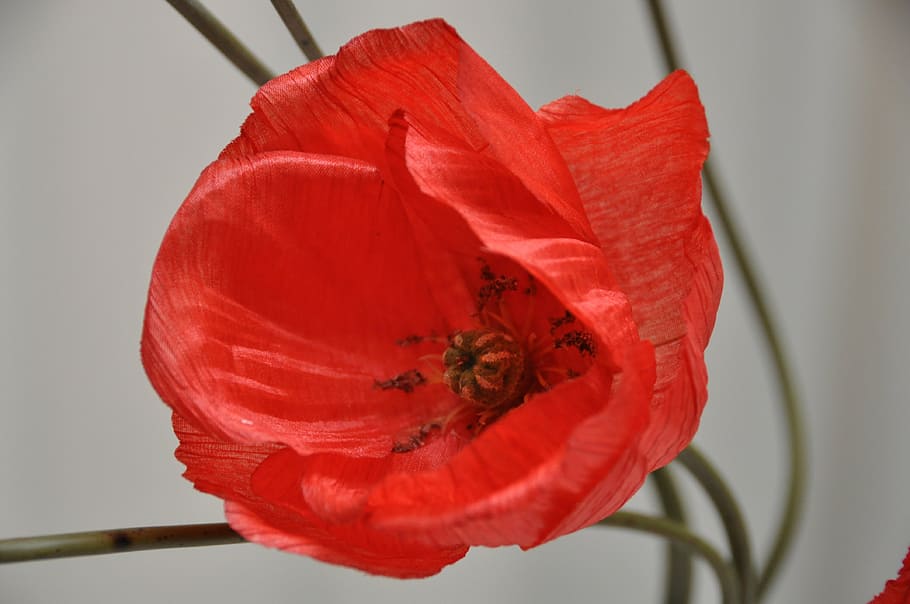 flower, poppy, red, flowering plant, petal, beauty in nature HD wallpaper