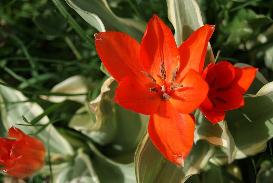 tulip, flowers, nature, flowering plant, petal, beauty in nature HD wallpaper