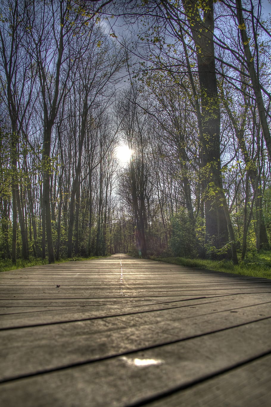 forest, hdr, oostende, tree, plant, the way forward, direction HD wallpaper