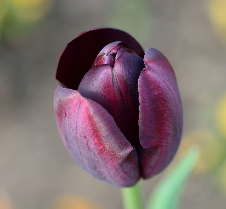 tulip, flower, flowers, freshness, close-up, flowering plant HD wallpaper