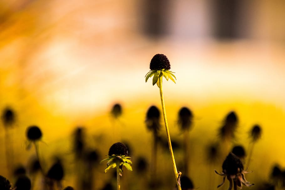 flower, nature, sun, flowering plant, growth, freshness, fragility HD wallpaper