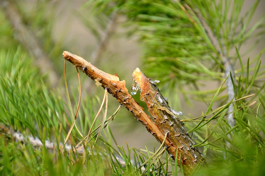 tree, pine, resin, drop, pine oleoresin, coniferous tree, needles HD wallpaper