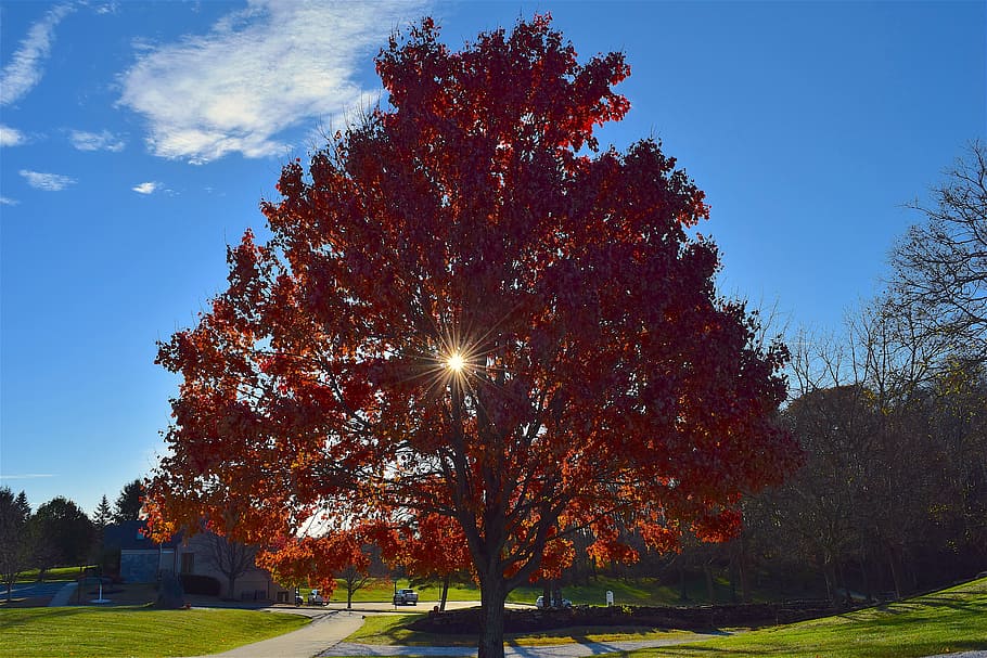 tree, foliage, autumn, sunlight, nature, season, fall, landscape HD wallpaper