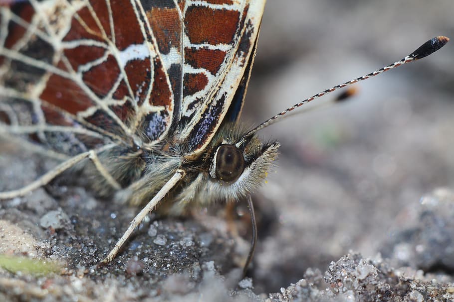 butterfly, insect, nature, animal themes, animal wildlife, invertebrate HD wallpaper