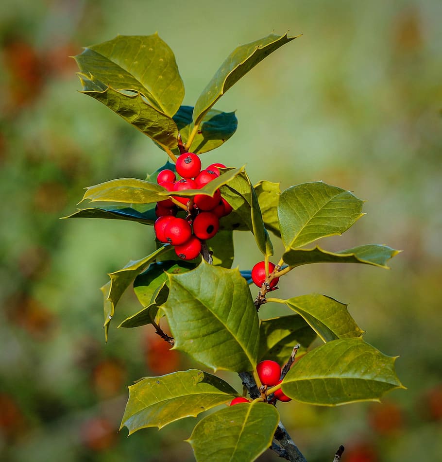 red cherry at daytime, Holly, Ilex, Berries, Drupes, Christmas