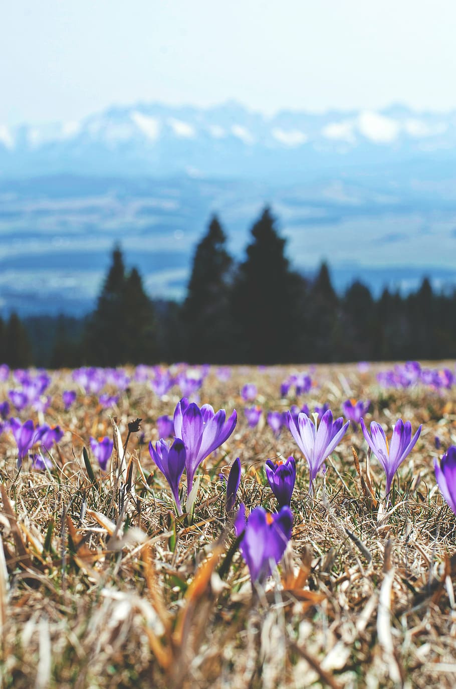 bloom, blossom, field, flora, flowers, grass, landscape, nature HD wallpaper