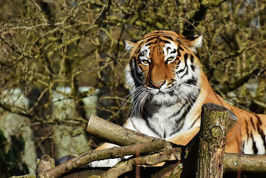 close up photography of tiger, cat, predator, wildcat, big cat HD wallpaper