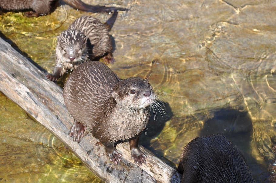 zoo, beaver, kbh, animal, animal themes, animal wildlife, group of animals HD wallpaper