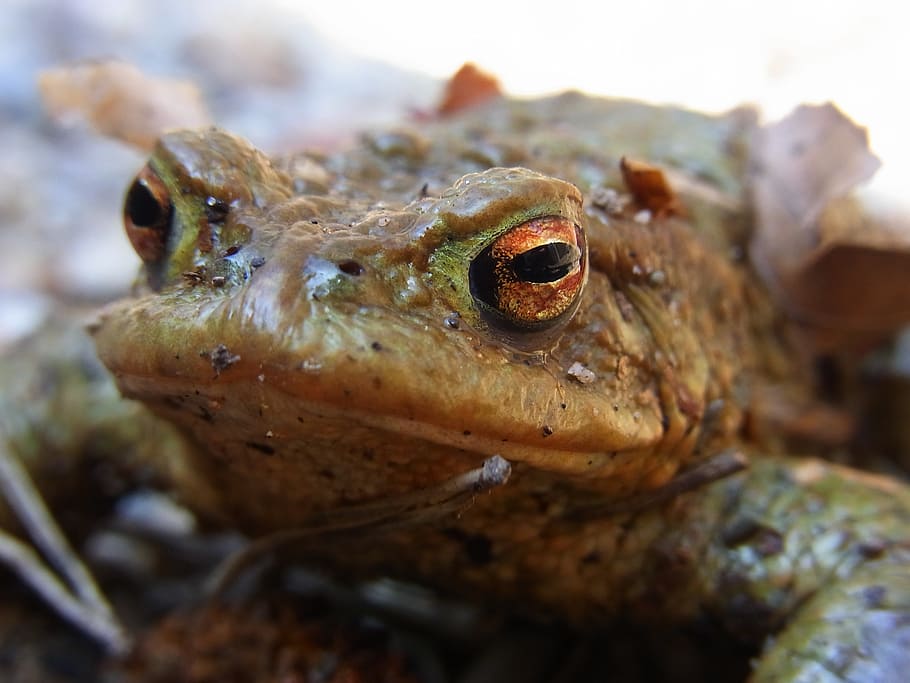 toad, pond, amphibious, eyes, animal, nature, environment, water HD wallpaper