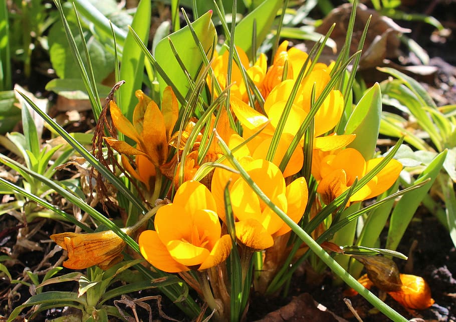 crocus, march, spring flowers, nature, leaf, plant, season HD wallpaper