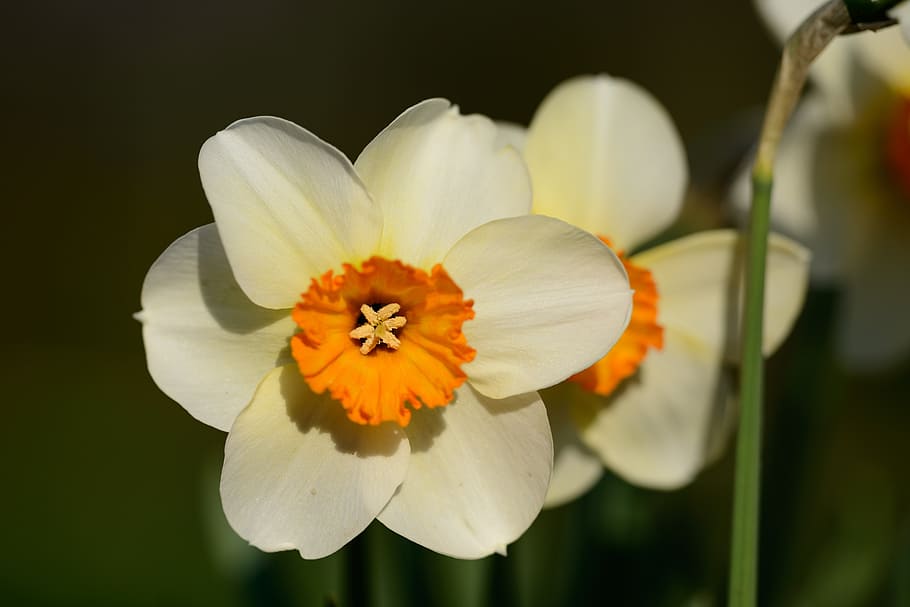 daffodils, narcissus, spring, flower, flowers, flowering plant HD wallpaper