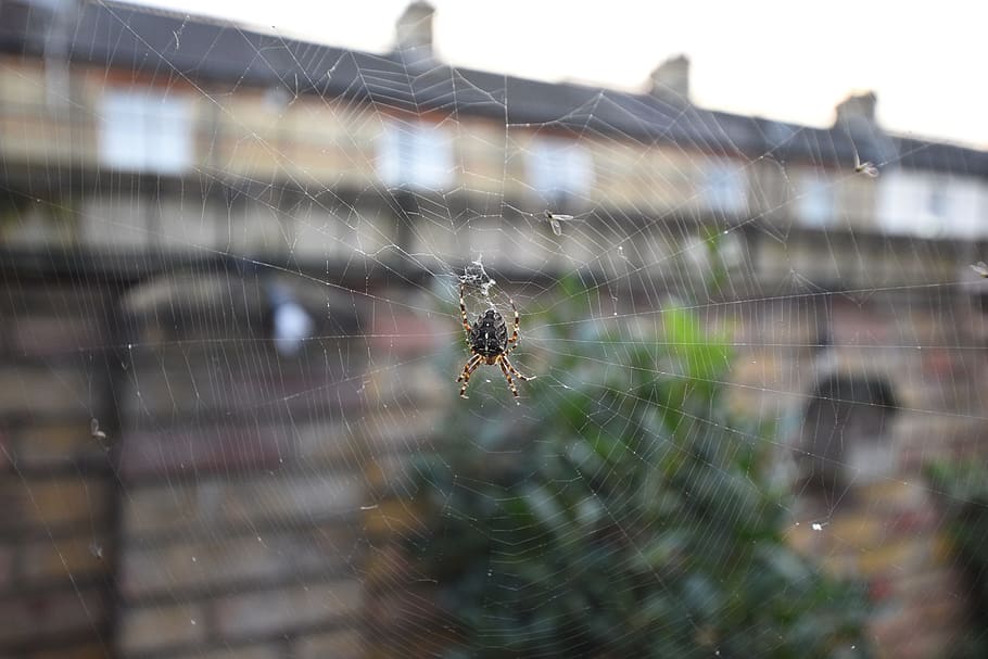 spiders view, web, garden spider, blurred background, street HD wallpaper