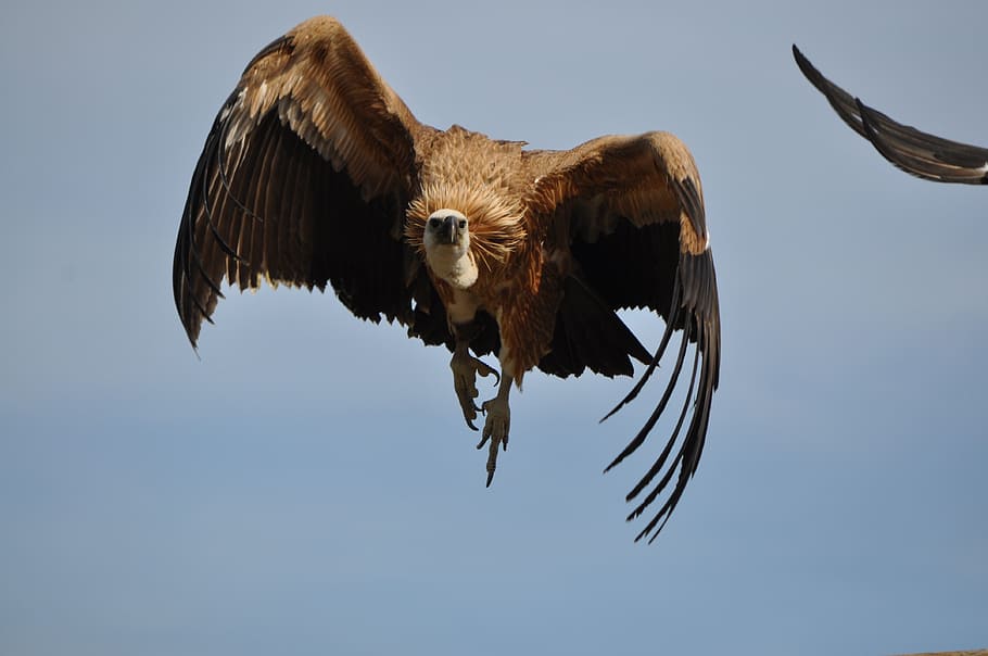 black and gray bald eagle, nature, bird, wild, zoo, animal HD wallpaper