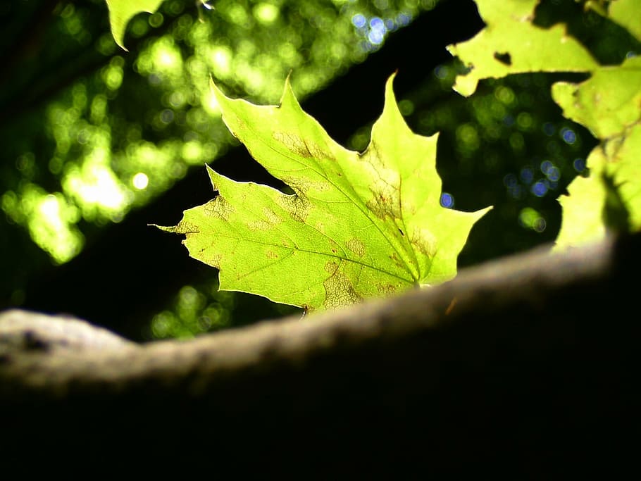 leaf, forest, garden wall, late summer, leaves, leaves in the autumn HD wallpaper