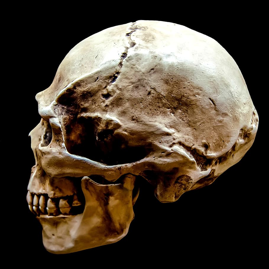 human head skull, representation, gloomy, body, bone, brain, dark, HD wallpaper