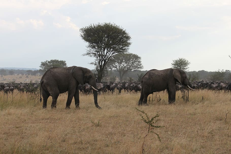 Africa, Safari, Wildlife, Kenya, tanzania, seringeti, elephant, HD wallpaper