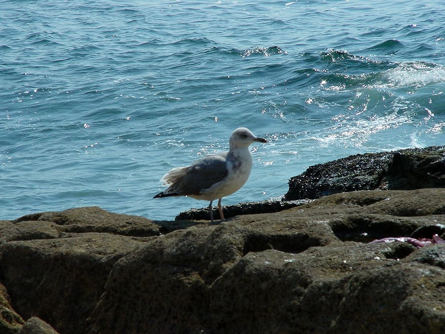 seagull, bird, fly, wings, feather, wildlife, beak, dom, outdoor