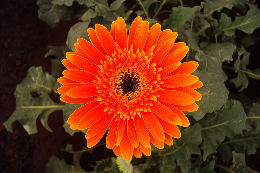 Flower, Daisy, Blossom, orange color, petal, flower head, beauty in nature HD wallpaper