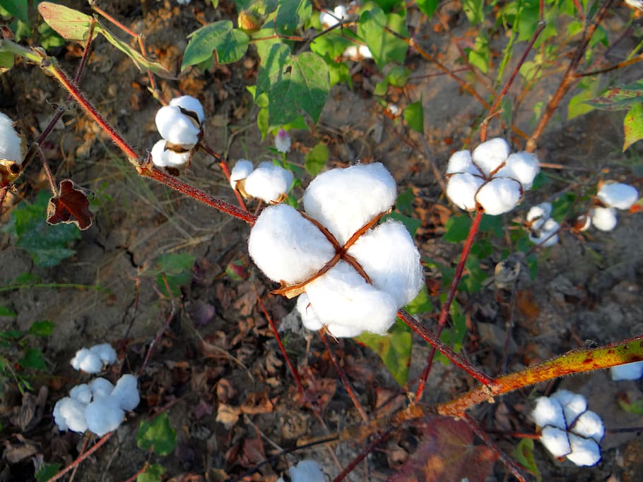 close up photography of white cotton plant at daytime, cultivation, HD wallpaper