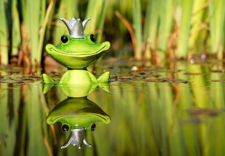 green frog on body of water, figure, king, cute, funny, sweet HD wallpaper