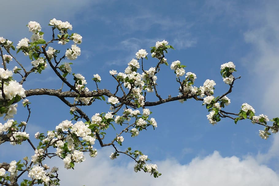 blooming flowers under white clouds, apple tree, blossom, branch HD wallpaper