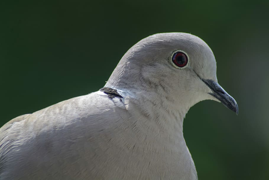 dove, collared, portrait, bird, nature, animal themes, one animal HD wallpaper
