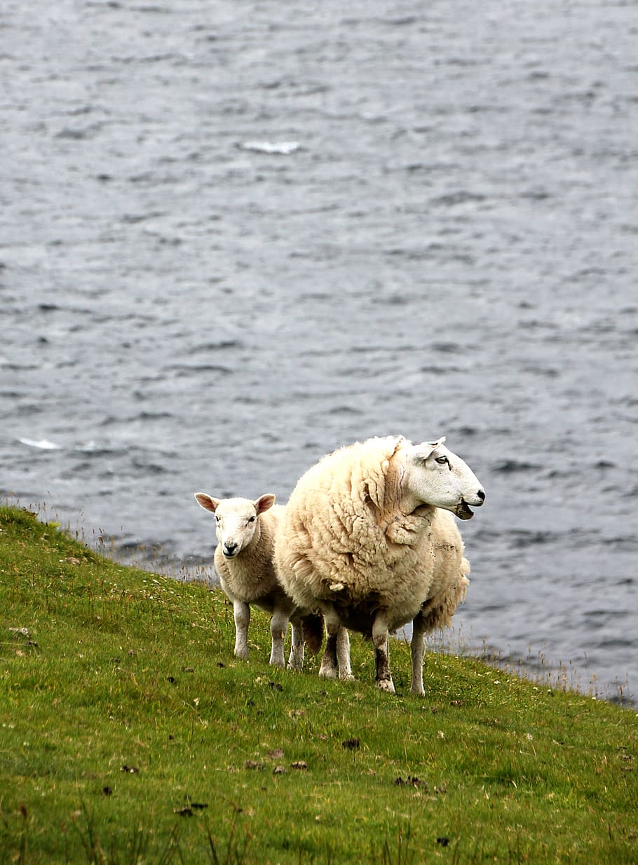 sheep, lamb, meadow, pasture, schäfchen, wool, dike, animal HD wallpaper