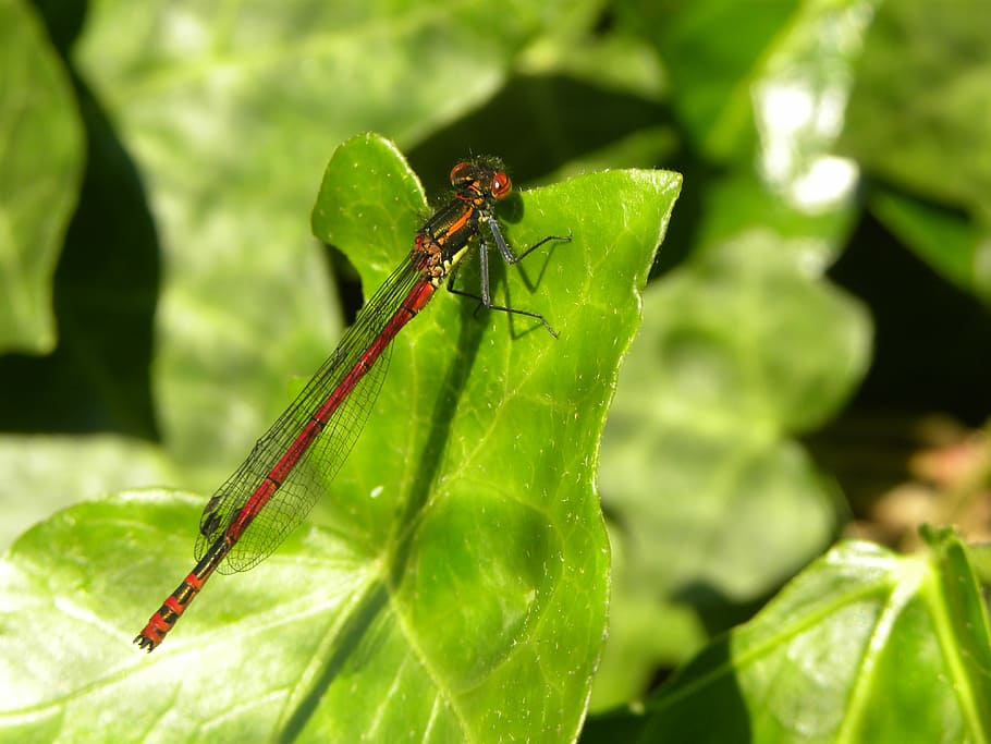 vuurjuffer, dragonfly, bug, spring, macro, wings, animals, green HD wallpaper