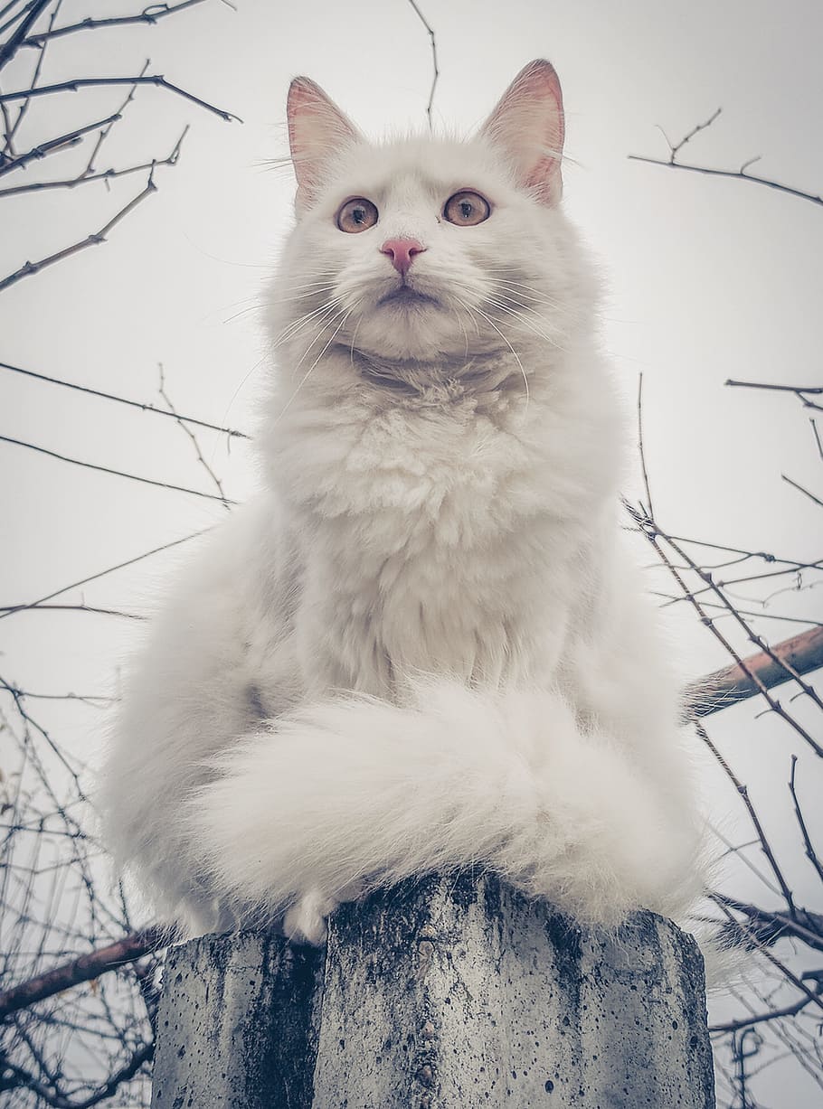 cat, white cat, fur, cute, animal, feline, portrait, cat isolated HD wallpaper