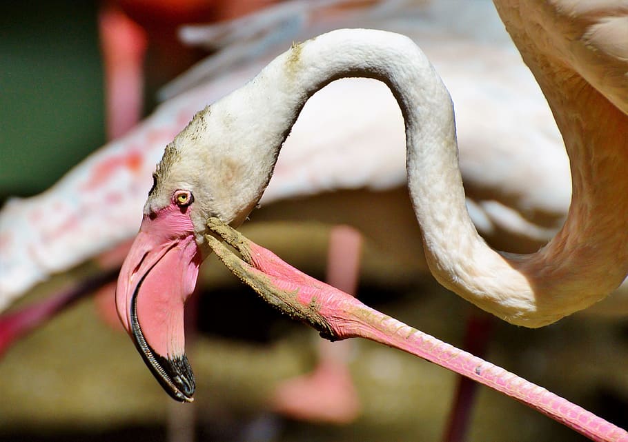 flamingo, bird, pink, bill, plumage, feather, birds, animal HD wallpaper