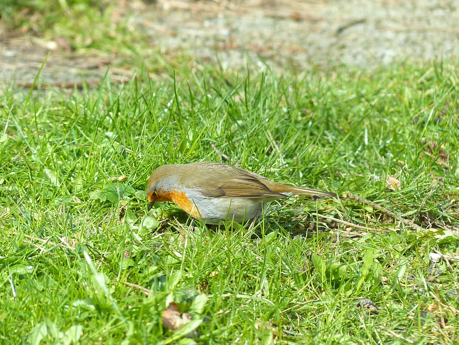 bird, robin, animal, erithacus rubecula, species, old world flycatcher HD wallpaper