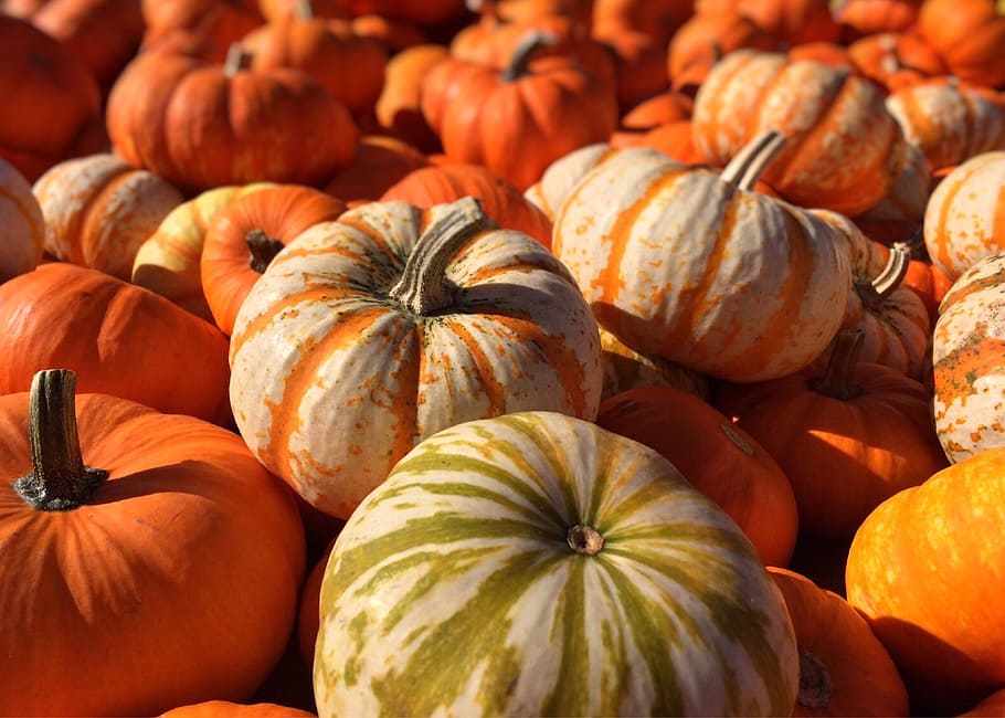 orange pumpkins, fall, autumn, food and drink, vegetable, healthy eating HD wallpaper
