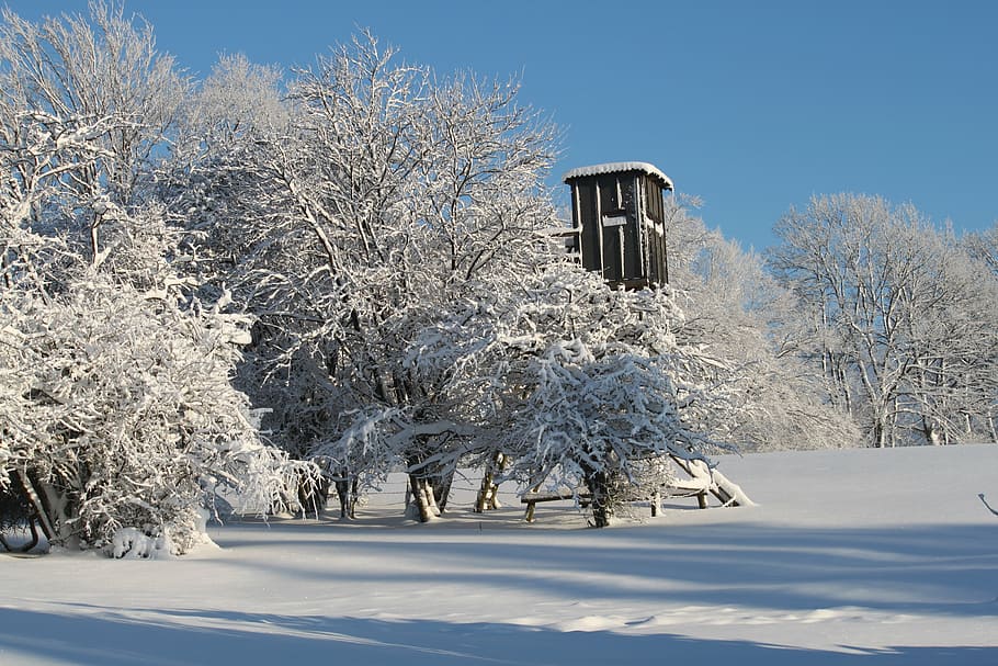 winter, snow, wintry, winter dream, snow magic, trees, winter magic HD wallpaper