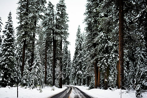 pine trees during daytime, silhouette of road with trees at daytime HD wallpaper