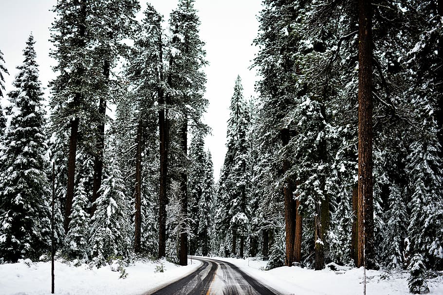 pine trees during daytime, silhouette of road with trees at daytime HD wallpaper