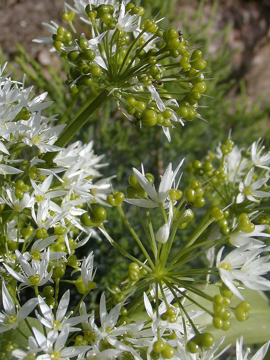 flower, spring, plant, white, green, garden, growth, beauty in nature HD wallpaper