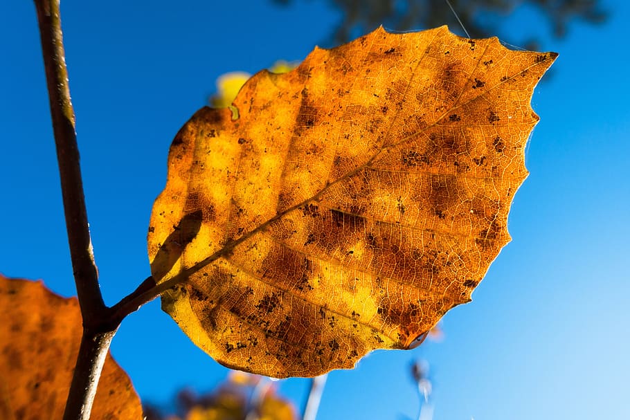Leaf, Beech, Forest, autumn, deciduous tree, nature, leaves HD wallpaper