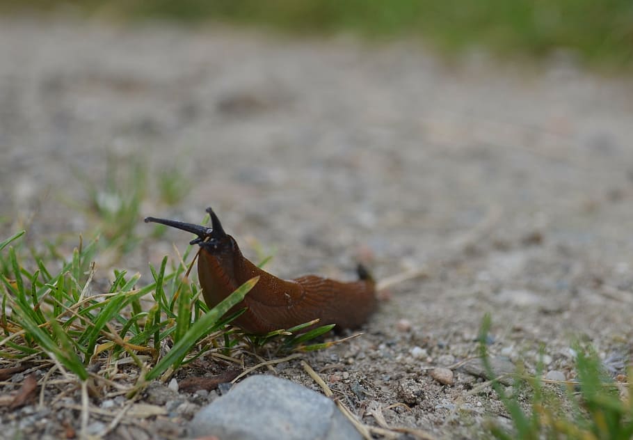 slug, slowly, brown, red, orange, one animal, animal themes HD wallpaper