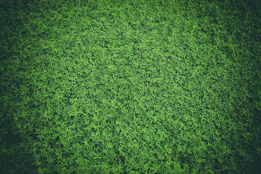 photo of green grass, nature, landscape, leaves, garden, backgrounds, HD wallpaper