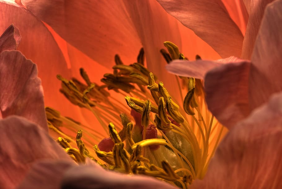 macro photography of orange flower, poppy, blossom, bloom, close HD wallpaper