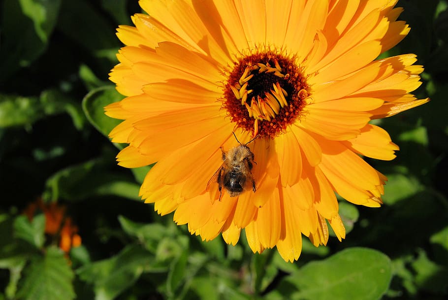 marigold, calendula, flower, orange, blossom, close-up, bee HD wallpaper